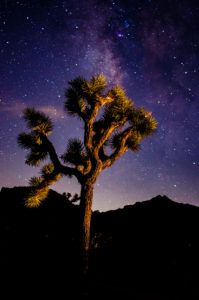 Joshua Tree Light Painting